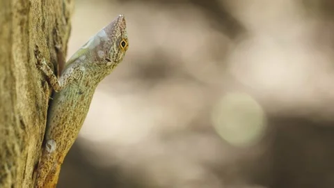 ANTILLES LIZARD TAKING A BREATH WHILE HANGING FROM A TREE TRUNK 4K Stock Footage 132688590