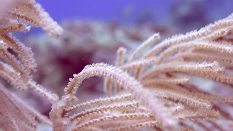 Antillogorgia spp closeup Stock Footage 236055840