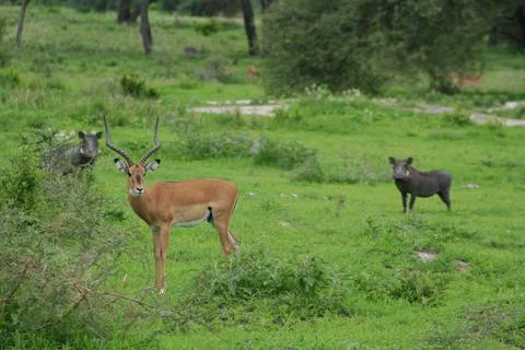 Antilope and warthogs Stock Photos