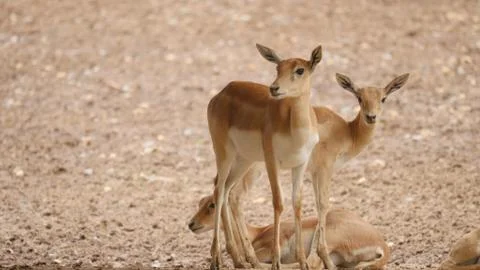 Antilope cervicapra black buck rare in india Stock Photos