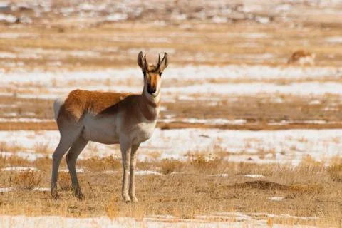 Antilope Stock Photos