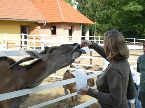 Antilope Stock Photos