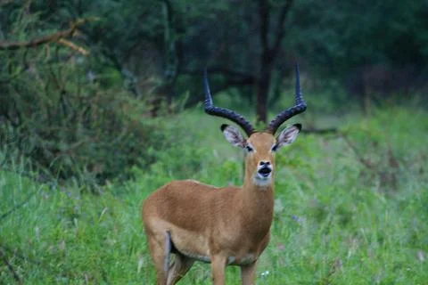 Antilope Stock Photos