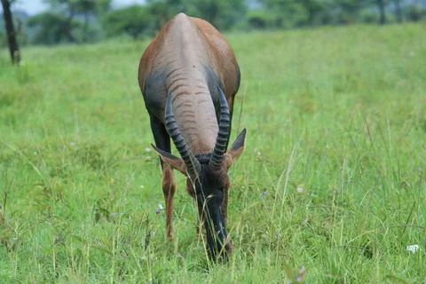 Antilope Stock Photos