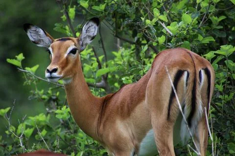 Antilope Stock Photos