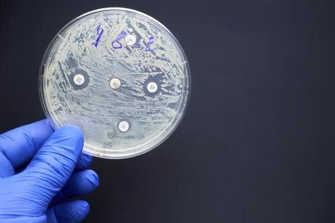 Antimicrobial susceptibility by diffusion test. multidrug resistance Stock Photos