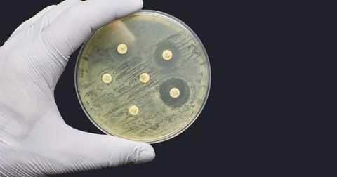 Antimicrobial susceptibility resistance test by diffusion on black background Fotos Stock