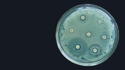 Antimicrobial susceptibility test by diffusion kirby bauer on black background Stock-Fotos
