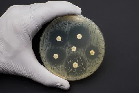 Antimicrobial susceptibility test by diffusion test petri dish black background Stock Photos