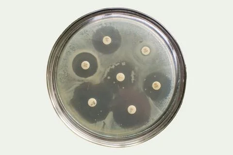 Antimicrobial susceptibility testing. Antibiotic efficiency by diffusion test 스톡 사진