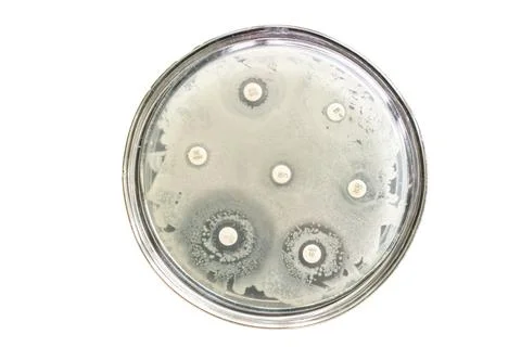 Antimicrobial susceptibility testing using mueller hinton agar media Stock Photos