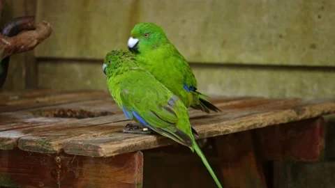 Antipodes Island Parakeets in captivity Stock Footage 170997240