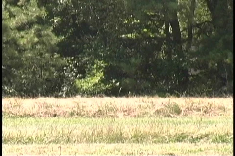 Antique Airplanes Stock Footage 101029