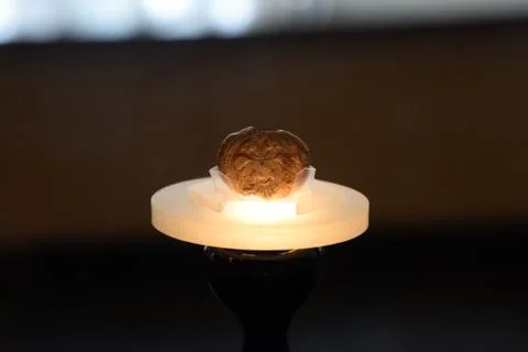 Antique coin with a double headed eagle on a stand with backlight. Foto stock
