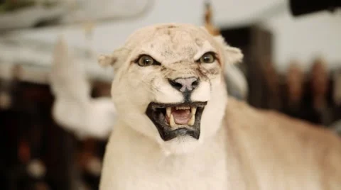 Antique Fair - Stuffed Puma Stock Footage 61410798