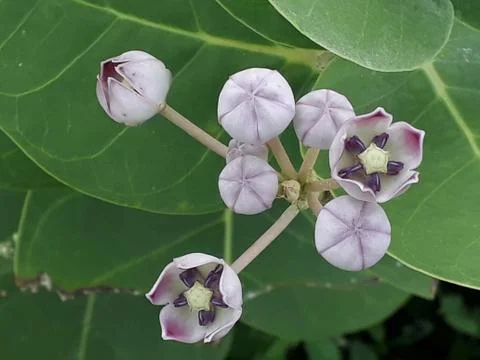 Antique flower 스톡 사진
