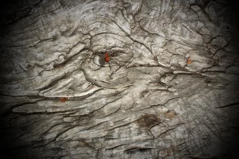 Antique wood pattern Foto stock