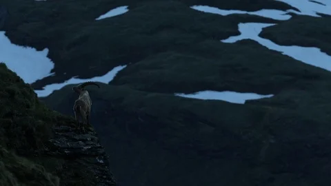 Antler Alpine Ibex, Capra ibex ibex, with grey rocks in background. Stock Footage 86878272
