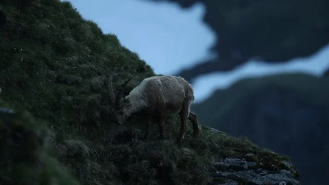 Antler Alpine Ibex, Capra ibex ibex, with grey rocks in background. Stock Footage 86878299