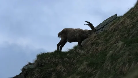 Antler Alpine Ibex, Capra ibex, scratching animal with cloudy sky in background Stock Footage 86895271