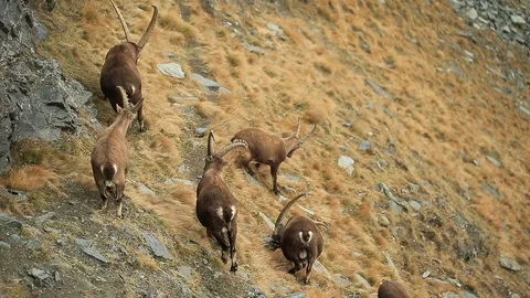 Antler Alpine Ibex, Capra ibex ibex, in the grass hill Stock Footage 87567283