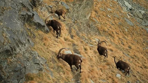 Antler Alpine Ibex, Capra ibex ibex, in the grass hill Vídeo Stock 87643870