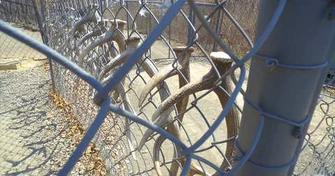 Antler.  Stock Footage 89257023