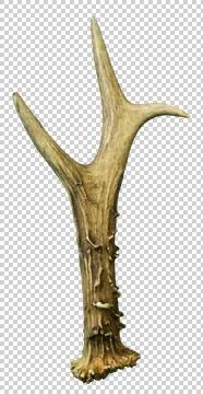 Antler isolated Stock Photos