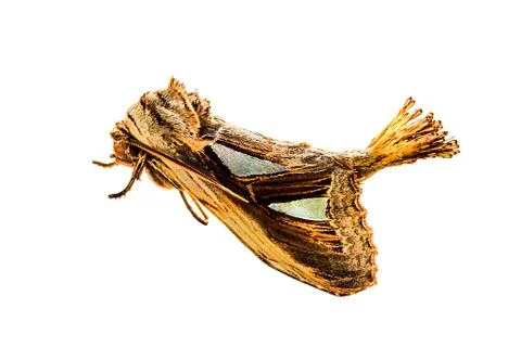 Antler Moth Stock Photos