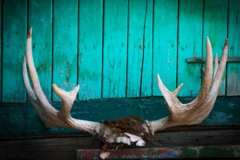 Antler Foto stock
