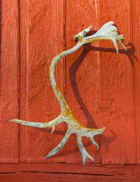 Antler of Reindeer Stock Photos