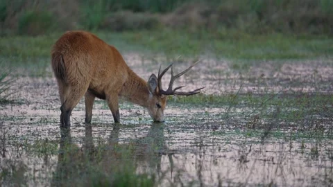 Antlered Marsh Deer Wading and Feeding in Shallow Wetland Vidéo 342074320