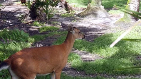 Antlerless Deer Stock Footage 79106044