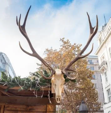 Antlers Stock Photos