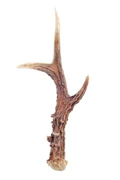 Antlers Stock Photos