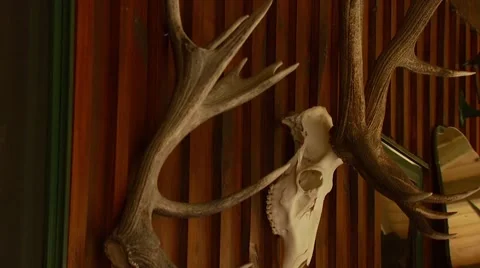 Antlers on wall Stock Footage 55336950