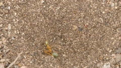 Antlion captures weaver ant Stock Footage 106288039
