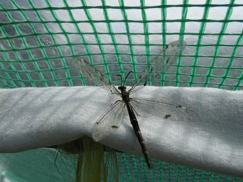 Antlion close‑up on white surface Foto stock