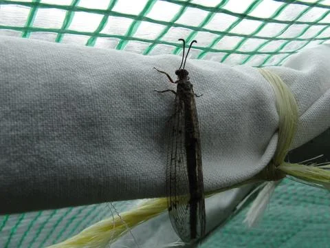 Antlion with closed wings on white surface Stock Photos