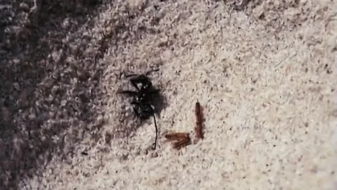 Antlion Stock Footage 244687277