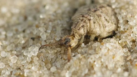 Antlion larva burrows in the sand - super macro 스톡 동영상 42909170