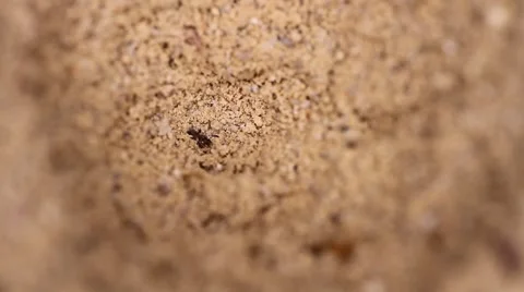 Antlion larva close-up Stock Footage 56855214