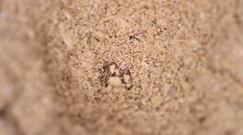 Antlion larva close-up Stock Footage 56859707