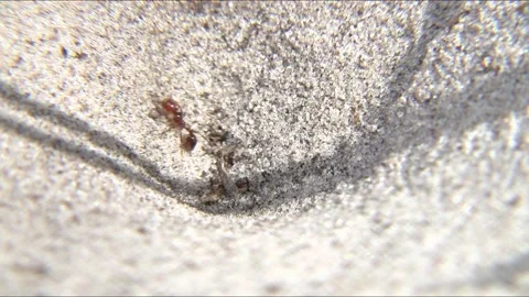 Antlion Larvae Catching Ant Stock Footage 154532610
