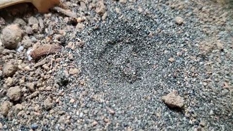 Antlion pit in sandy soil Stock Footage 341679630
