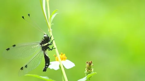Antlion is resting Stock Footage 50374222