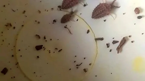 Antlion Walking Backward Then Forward Into Group, Playing Dead — Horizontal 库存影片 340888689