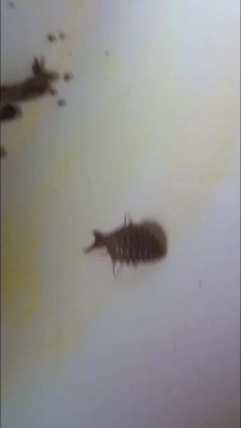 Antlion Walking Backward Uphill — Horizontal Close Up 스톡 동영상 340888725