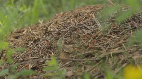 Antnest. Fire Ants Working On The Ant Hill In The Woods. 스톡 동영상 80929426