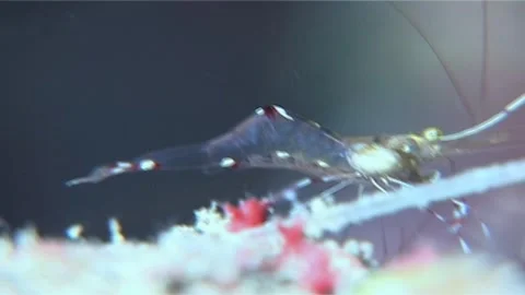 Anton Bruuni Cleaner Shrimp Exit Screen Stock Footage 299879725